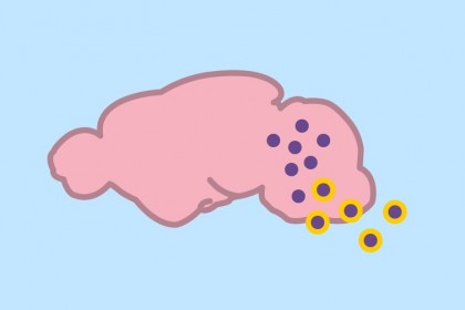 Cercetătorii au reușit să stimuleze editarea genetică și să corecteze orbirea la șoareci