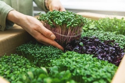 Microplantele: superalimentul viitorului (meta-analiză)