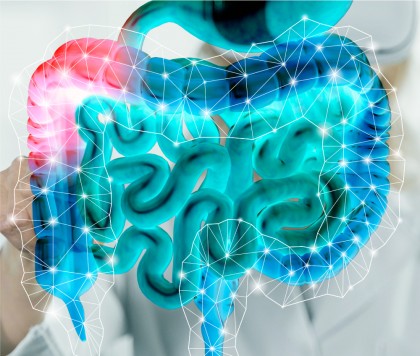 Plasticitatea intestinală