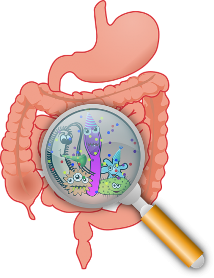 Diversitatea bacteriană în intestin influențează greutatea corporală