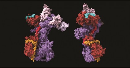 Cercetătorii au identificat mecanismul cheie pentru menținerea lungimii adecvate a telomerilor
