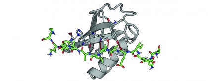 O modificare relativ simplă a peptidelor ar putea debloca o întreagă clasă de ținte pentru descoperirea medicamentelor