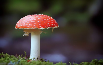 Nereglementarea vânzării ciupercii toxice Amanita muscaria pune în pericol sănătatea publică