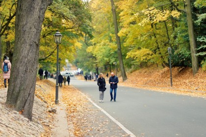 Înmulțirea numărului de copaci în zonele rezidențiale scade nivelul de inflamație în corp la locuitori