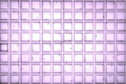 „Substanțele chimice eterne” influențează dezvoltarea și funcția creierului