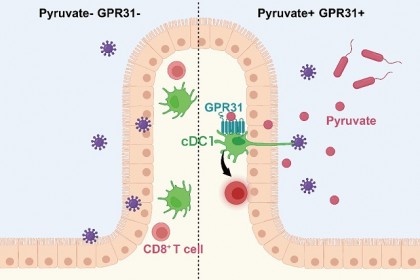 Un nou mecanism de detectare a agenților patogeni în intestinul uman