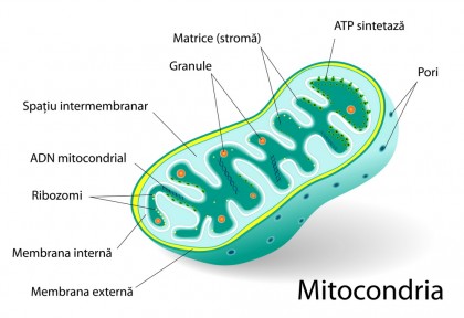 Cercetătorii descoperă cum mitocondriile nu doar produc energie, ci și influențează inflamația