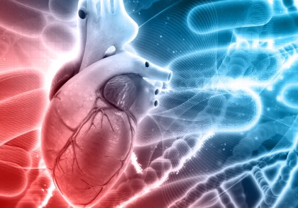 O nouă proteină oferă speranță pentru regenerarea inimii