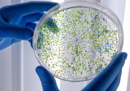 Deficiența de zinc poate vulnerabiliza bacteriile rezistente la antibiotice