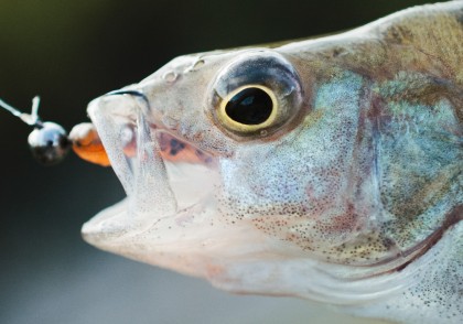 Contaminarea pe scară largă cu microplastice a peștilor și fructelor de mare de pe coasta de vest a SUA