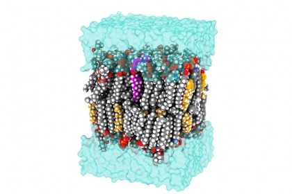 Sondele fluorescente iluminează cercetarea colesterolului și a bolii Alzheimer