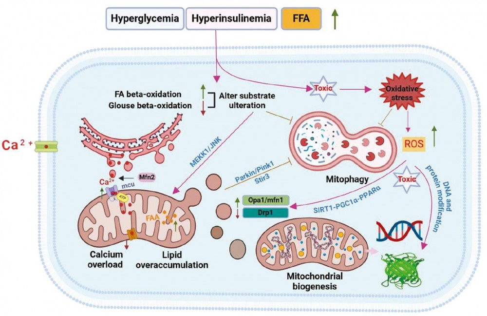 Disfuncția mitocondrială ca țintă terapeutică în cardiomiopatia diabetică: progrese și perspective