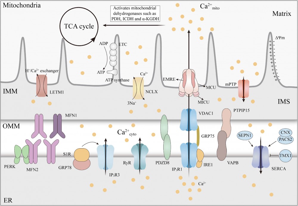 Dezechilibrul calciului (Ca2+) mitocondrial și bolile neurodegenerative