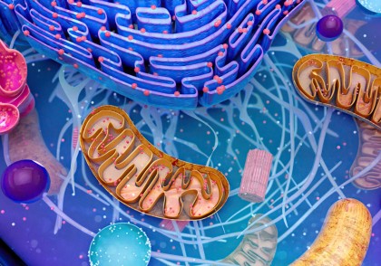 Transferul și transplantul mitocondrial