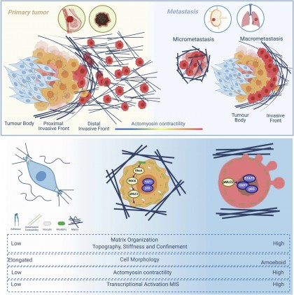 Oamenii de știință descoperă „foaia de parcurs” pe care cancerul agresiv o folosește pentru a se răspândi