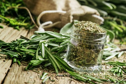 Secretele cultivării plantelor medicinale din semințe – ghid complet pentru grădinari