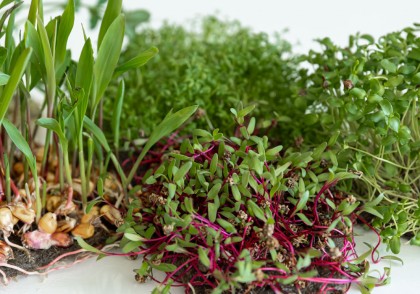 Microgreens (microplantele) - o sursă superioară de nutrienți față de legumele mature