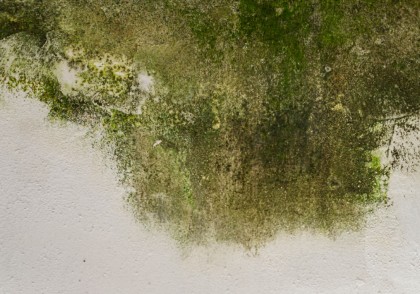 Distribuția fungilor din interior: mucegai vs levuri