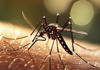 O nouă clasă promițătoare de medicamente antimalarice