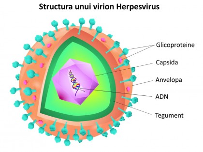 Oamenii de știință descoperă modul în care virusul herpes alimentează boala Alzheimer