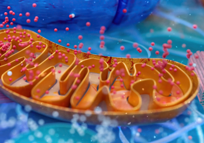 Melatonina protejează musculatura scheletică de deteriorarea cauzată de diabet