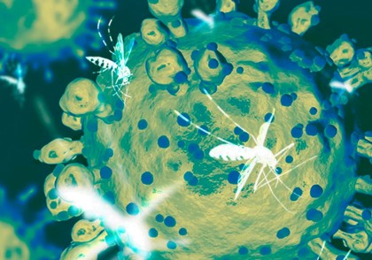 Virusul Oropouche: riscuri, simptome și prevenire