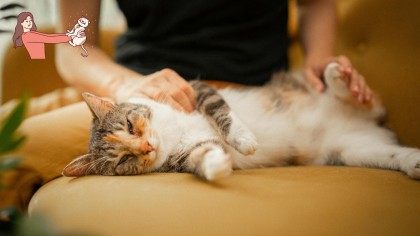 Joyvet ne explică despre bolile de la pisici la oameni