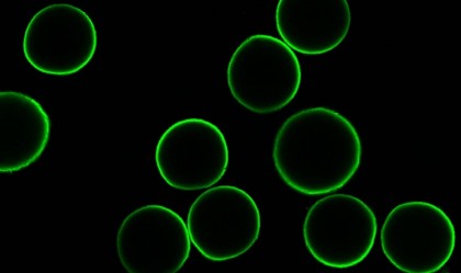 Un mic fragment de anticorp prezintă potențialul de contracepție non-hormonală