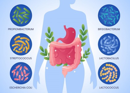 Baza de date NIBN Japan Microbiome Database, o resursă esențială pentru studiul microbiomului intestinal uman și al sănătății
