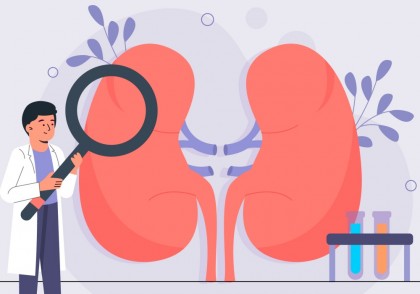 Atlasul lipidic al rinichiului uman: o hartă moleculară care redefinește înțelegerea funcției renale