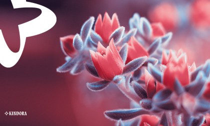 Cum afectează dietele stricte flora intestinală