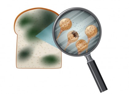 Noi strategii pentru combaterea agenților patogeni rezistenți transmiși din alimente