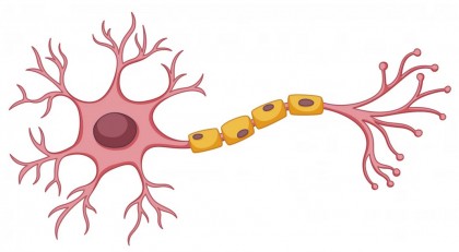 Deblocarea potențialului neurogliei de a opri neurodegenerarea și de a restabili homeostazia creierului
