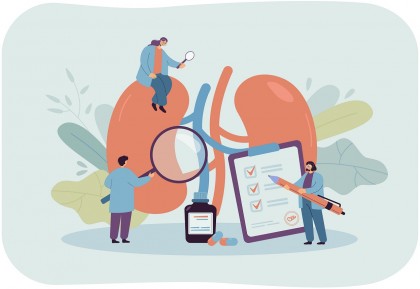 Estrogenul susține regenerarea renală și protejează femeile de bolile cronice