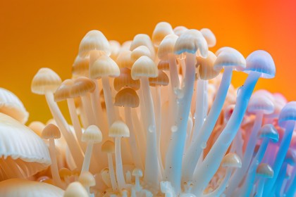 Terapia asistată de psilocibină în depresia majoră: remisiune durabilă la 5 ani