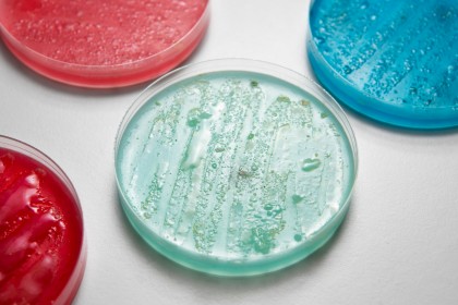 Candidozyma auris: O amenințare emergentă pentru spitalele europene