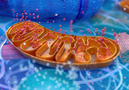 Protocolul mitocondrial: cum putem repara cu adevărat energia celulară