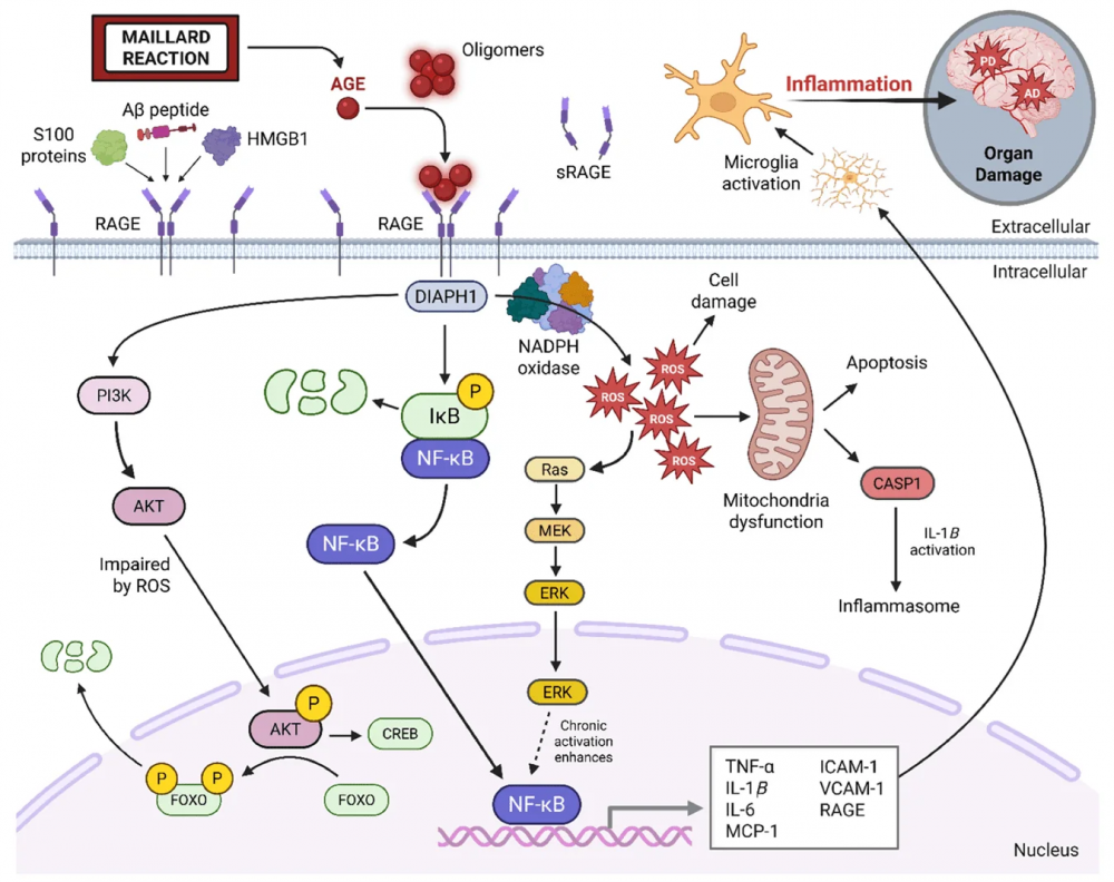 Produsele finale de glicație avansată și rolul lor în neuroinflamație și boli neurodegenerative