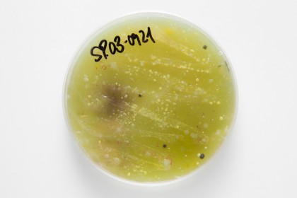 Mucusul intestinal ca barieră activă: glicanii mucinici limitează virulența Salmonellei