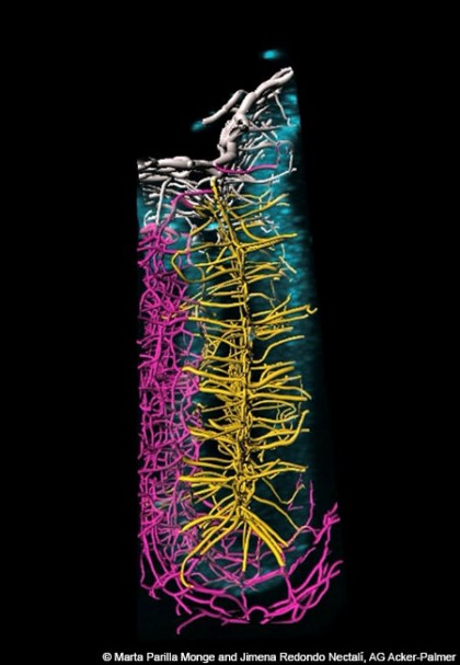 Cercetătorii germani investighează modul în care vasele de sânge ghidează dezvoltarea creierului