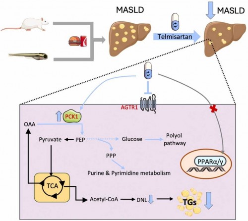 Combinația pemafibrat – telmisartan reduce acumularea de grăsimi în ficat și riscul cardiovascular în steatoza hepatică asociată disfuncției metabolice