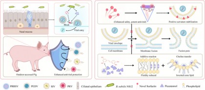 Microbiomul nazal natural conferă protecție antivirală cu spectru larg