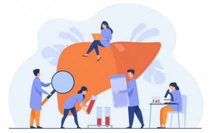 Mini-ficat uman creat în laborator prezice reacțiile adverse individuale la medicamente