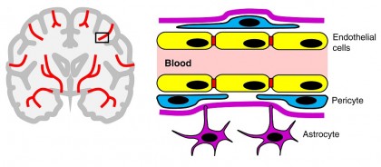 Bariera hemato-encefalică: fortăreață, filtru și paznic al creierului nostru