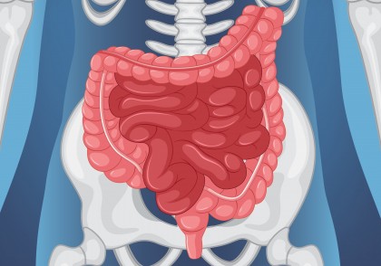 Cisteina din alimentație stimulează regenerarea intestinului subțire printr-un mecanism imunologic dependent de celulele T CD8