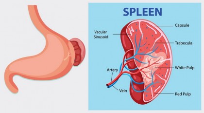 Dereglarea fierului în splină, factor determinant al îmbătrânirii imune