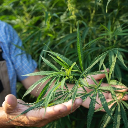 Legalizarea canabisului și creșterea prezentărilor psihiatrice la adolescenți