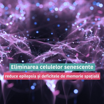 Eliminarea celulelor senescente reduce epilepsia de lob temporal și deficitele de memorie spațială în modele experimentale