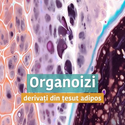 Organoizi funcționali generați direct din țesut adipos uman adult