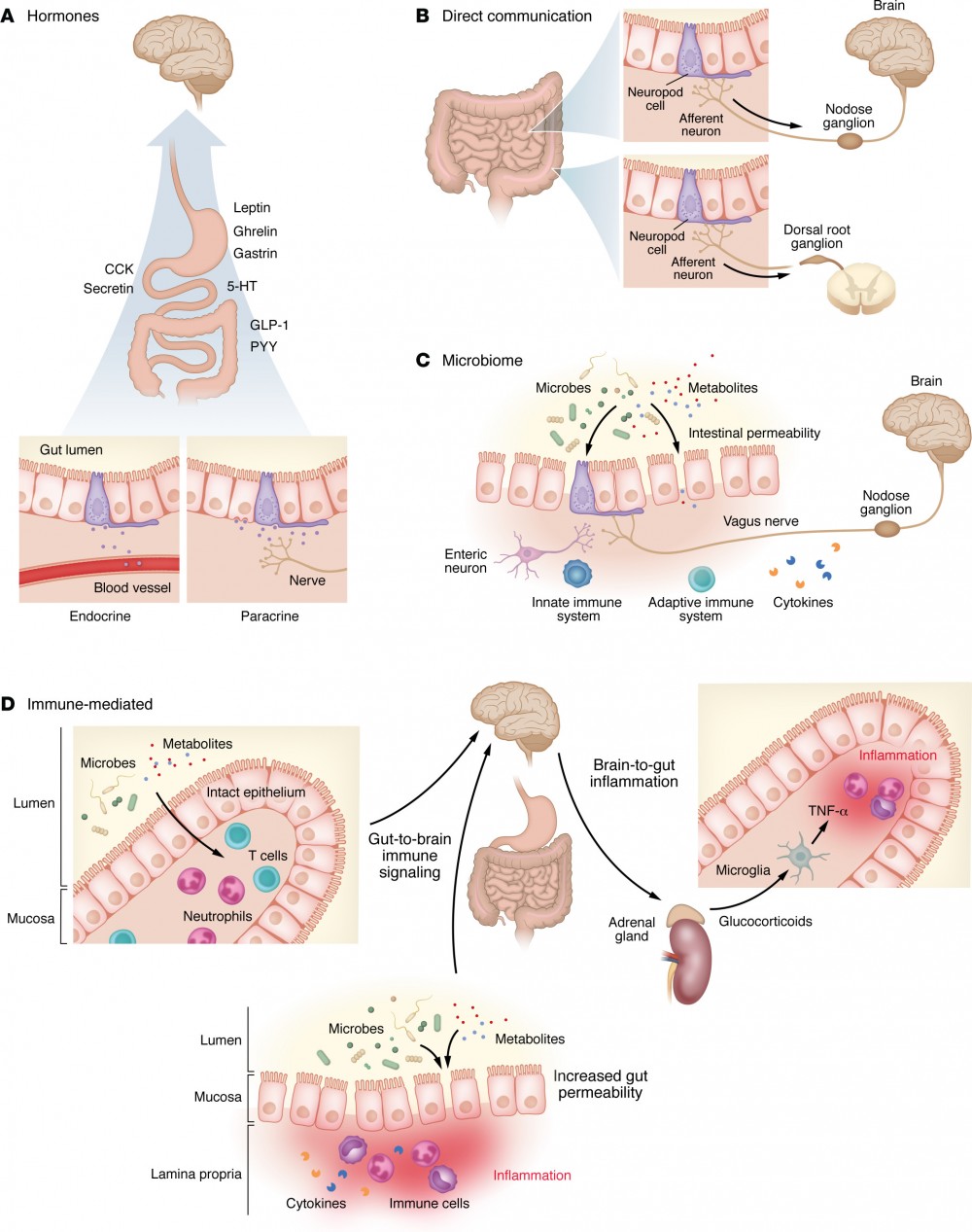 Interacțiunile intestin–creier: mecanisme biologice și implicații clinice